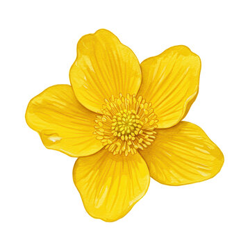Vivid watercolor painting of a bright yellow buttercup flower in full bloom isolated on white background