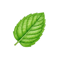 Obraz premium Detailed watercolor rendering of a vibrant mint leaf isolated on white background