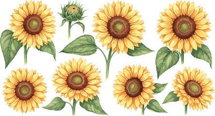  Beautiful Watercolor Style Vector Set of Realistic Sunflowers in Various Stages of Bloom with Detailed Leaves and Buds, Perfect for Summer, Nature, Botanical, or Floral Design Projects and Decoration