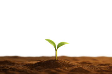 Tiny Growth: A tender sprout emerges from the earth, a symbol of new beginnings and the power of growth, promising a vibrant future.