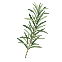 Fototapeta premium Delicate watercolor rosemary sprig with detailed leaves isolated on white background