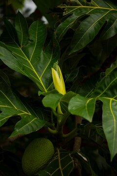 close up breadfruit blossom