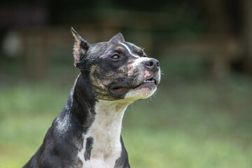 Black and white dog sitting on green grass, looking alert and curious, surrounded by a natural outdoor environment, showcasing the beauty of canine companionship