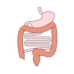 消化器系の構造を示したシンプルな内臓図のベクターイラスト｜胃,小腸,大腸,内臓,消化器