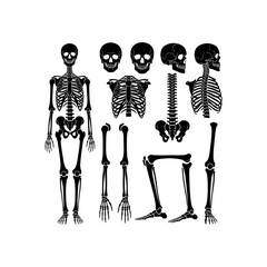 Detailed black silhouettes of human skeletal anatomy including full body, skulls, rib cage, spine, pelvis, and limb bones. © Khairul