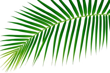 Close up of a vibrant green palm frond against a white background