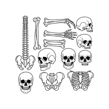 Various human skeletal components, such as multiple skulls, a complete spine, pelvic bones, a rib cage, and arm bones, depicted in a clean line art illustration.