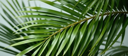 Obraz premium Lush green palm leaves against a soft backdrop.