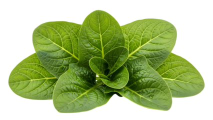 Fresh spinach leaves close up detail isolated on transparent background