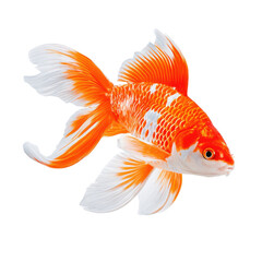 Fototapeta premium Vibrant Goldfish in Brilliant Orange and White Colors Swimming Gracefully and Elegantly in Clear Water