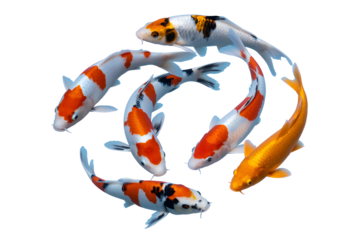 A school of colorful koi fish swimming in a circular pattern against a stark black background isolated on white background isolated on transparent background