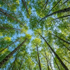 Obraz premium A vibrant view looking straight up into the dense canopy of tall birch trees, showcasing bright green foliage against a clear blue sky backdrop ,forest ,canopy ,serene