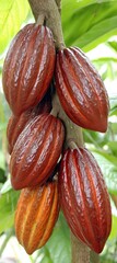 Cacao Pods Growing on a Tree Trunk.