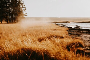 Golden Field and River at Sunrise.