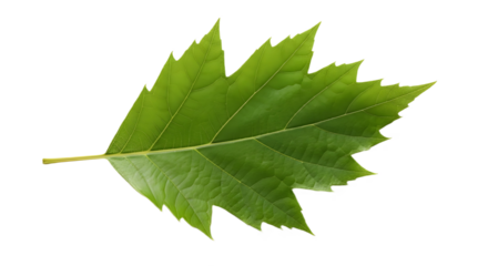 Fresh bright green serrated tree leaf isolated botanical design element isolated PNG with Transparent Background