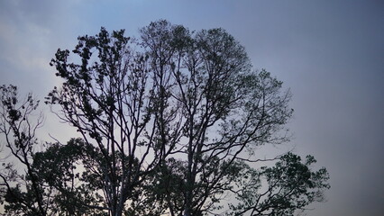 Majestic tree canopy silhouetted against a dramatic and cloudy twilight sky, capturing the serene beauty of nature's evening embrace, a tranquil moment