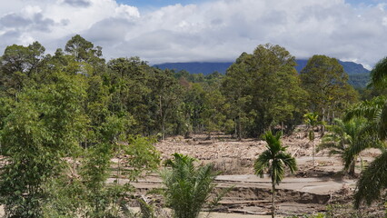 Obraz premium fallen trees and forest damage due to flooding