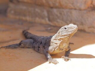 Naklejka premium Iguana in Uxmal Mexico