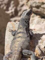 Iguana in Uxmal Mexico