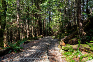 Intense green forest trail with natural lighting and gravel floor Stawamus Chief Provincial Park Squamish, British Columbia, Canada