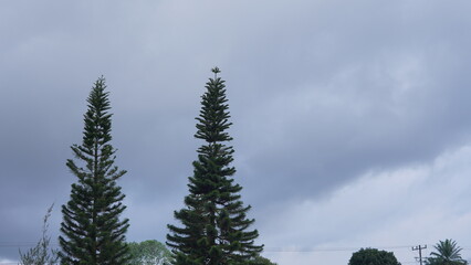 Two majestic evergreen trees stand tall, their slender forms reaching towards a dramatic, dark, and cloudy sky, hinting at an approaching storm or a serene, overcast day in nature's embrace