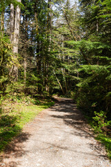 Intense green forest trail with natural lighting and gravel floor Stawamus Chief Provincial Park Squamish, British Columbia, Canada