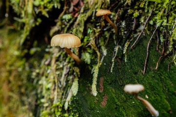 poisonous fungi white mushrooms in the spring forest