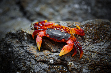 Tiny red crab
