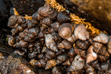 Rocky shells