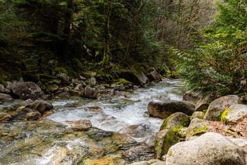 Intense green forest with natural lighting and Shannon Creek Stawamus Chief Provincial Park Squamish, British Columbia, Canada