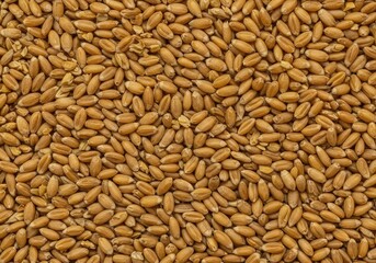 A dense array of natural golden grain kernels creates an abstract, textured background suitable for harvest and food themes ,whole ,yellow ,farming