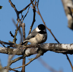 Carolina Chickadee © Lightecho