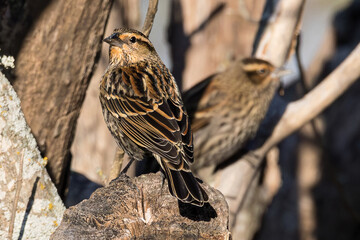 Female Red-Winged Blackbird perched on a tree
