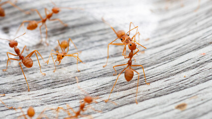 Small red ants fighting each other, macro photography in nature, wildlife.