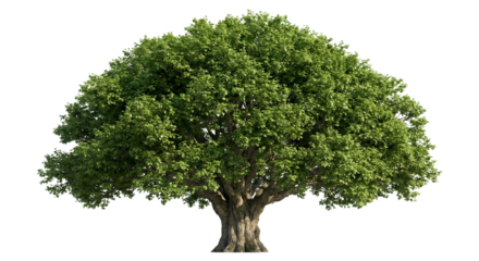 tree isolated on transparent background