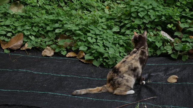 Calico Cat Sitting on Black Ground Cloth: Adorable Tricolor Feline Outdoor in Garden Looking at Camera