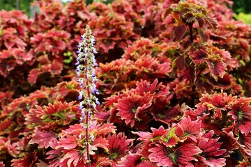 Coleus or Painted Nettle flowers in a garden