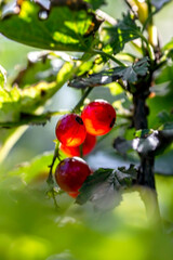 a bright ripe red currant on a branch in the garden, the berries seem to glow from the inside