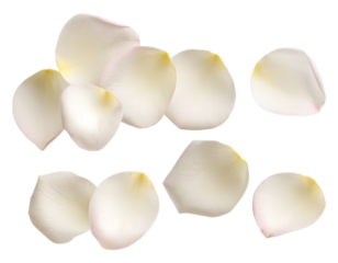 photograph of multiple delicate white flower petals scattered, with some overlapping, isolated on a clean transparent background.