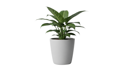 Lush green tropical houseplant with broad leaves thriving in a simple modern white ceramic pot for design use on transparent background