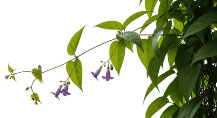 Delicate purple flowers hanging from a green vine against a white background.