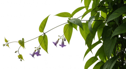 Delicate purple flowers hanging from a green vine against a white background.