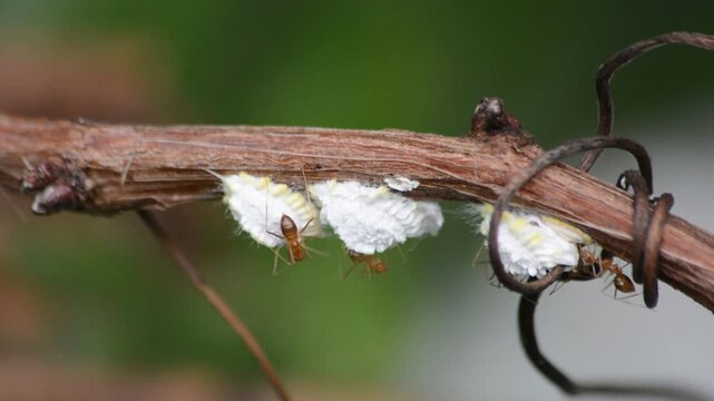 Macro Close-up of Red Ants Tending to White Mealybugs (Scale Insects) on a Dry Brown Vine, Symbiotic Pest Relationship