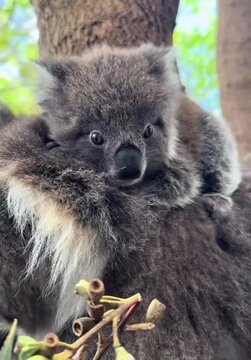 koala mom with her joey 