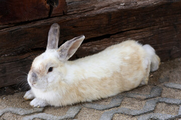 Cute white furry rabbit, charming pet animal, seen peacefully lying relaxed on ground outdoor. bunny enjoys tranquil moment, stretching its body in calm daylight