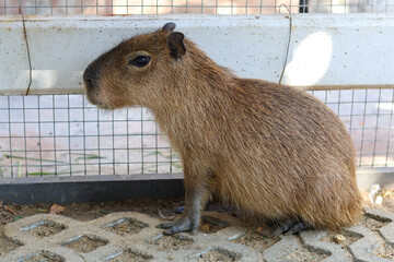 Calm young capybara sits quietly in profile, observing its surroundings in an outdoor enclosure. Its brown fur blends with natural environment, displaying curious and peaceful demeanor