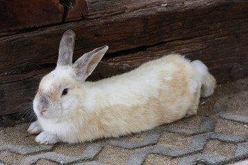 Small domestic rabbit with soft light brown and white fur rests peacefully grey paved ground. Adorable mammal appears calm and content, enjoying tranquil moment outdoors near rustic wooden surface