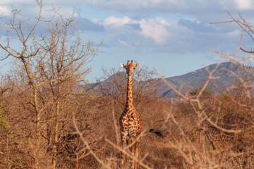 giraffe in the savannah