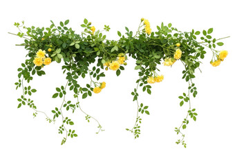 Obraz premium Nature Green Ivy Vine Isolated on White