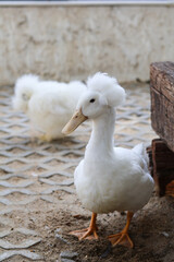 Striking crested duck stands calmly outdoors, its unique white plumage catching natural light beautifully. bird displays serene and curious expression, highlighting its distinctive feathery head
